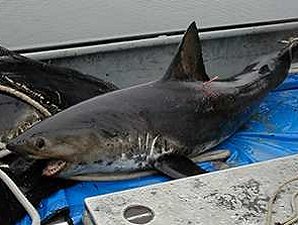 Salmon Shark. Alaska Kenai Fjord Cruise. Travels & Tours Pictures, Photos, Images, & Reviews.