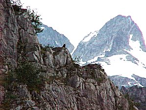 Mother Eagle. Alaska Kenai Fjord Cruise. Travels & Tours Pictures, Photos, Images, & Reviews.
