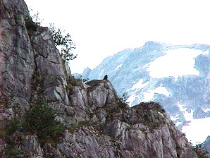 Eagle Nest. Alaska Kenai Fjord Cruise. Travels & Tours Pictures, Photos, Images, & Reviews.