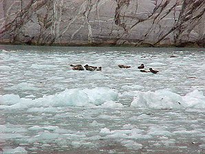 Calving Glacier Ice. Alaska Kenai Fjord Cruise. Travels & Tours Pictures, Photos, Images, & Reviews.