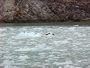 Calving Glacier Ice. Alaska Kenai Fjord Cruise. Travels & Tours Pictures, Photos, Images, & Reviews.