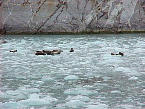 Seals. Alaska Kenai Fjord Cruise. Travels & Tours Pictures, Photos, Images, & Reviews.