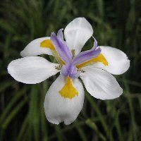 Fortnight Lily, Dietes iridioides.