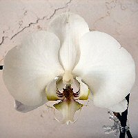 Moth Orchid, Phalaenopsis