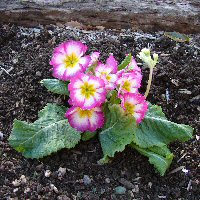 Polyanthus Primrose or English Primrose, Primula polyantha