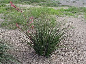 Red Yucca