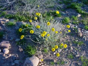 Desert Marigold