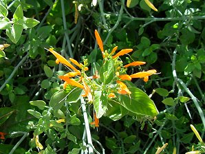 Beloperone californica