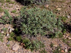 Triangle-Leaf Bursage
