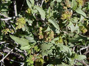 Ambrosia deltoidea