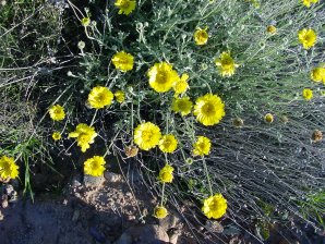 Baileya multiradiata
