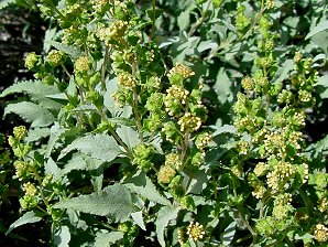 Triangle-Leaf Bursage