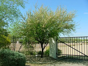 Sonoran Catclaw Tree