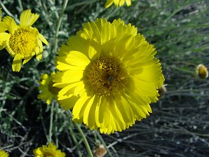 Baileya multiradiata