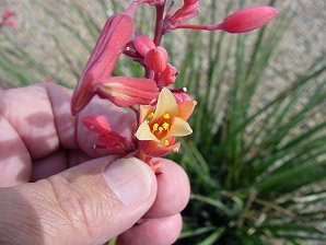 Red Yucca Blossoms