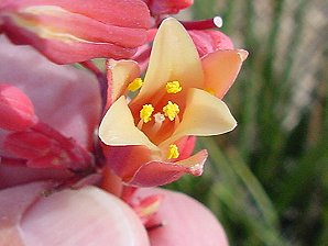 Red Yucca Flower