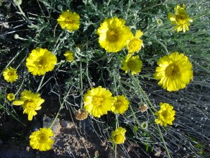 Desert Marigold