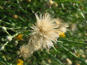 San Felipe Dyssodia, Seeds