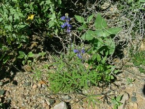Coulter's Lupine