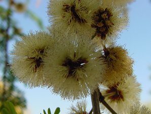 Acaia occidentalis
