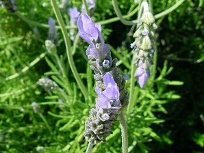 Lavendula dentata