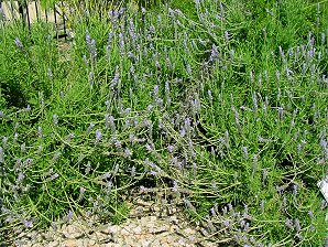 French Lavender