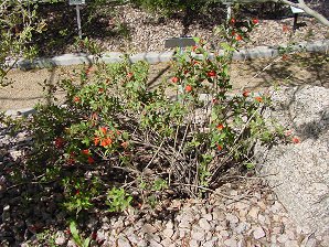 Firecracker Plant