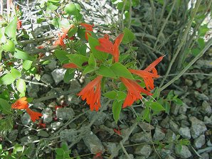 Justicia ovata