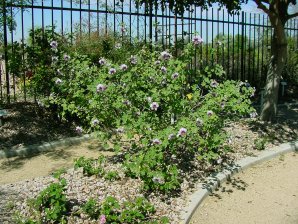 Tree Mallow