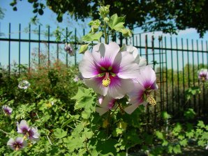 Lavatera maritima