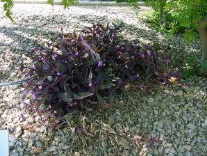 Purple Heart