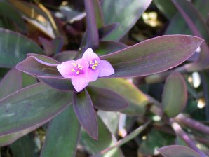 Setcreasea pallida