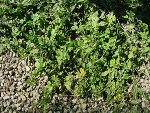 New Gold Lantana