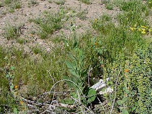 Desert Tobacco