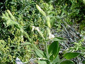 Nicotiana trigonophylla