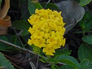 Lantana camara