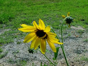Helianthus annuus