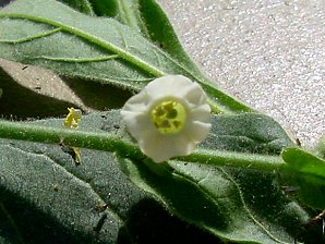Nicotiana trigonophylla