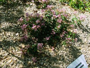 India Hawthorn