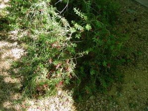 Spotted Emu Bush