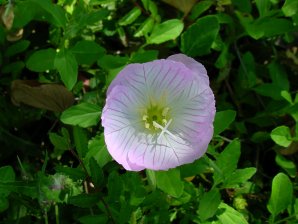 Oenothera speciosa var. berlandieri