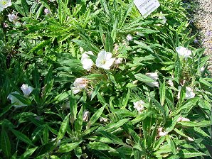 Tufted Evening Primrose