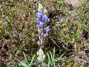 Coulter's Lupine Blossoms