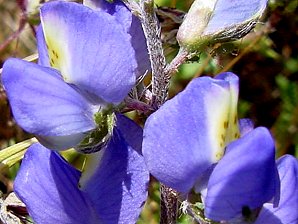 Coulter's Lupine Blossom Close Up