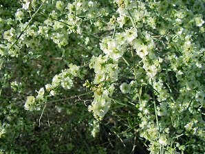 Chamaesaracha sordida