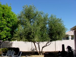 Olive Tree