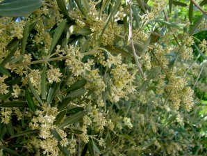 Olea europaea