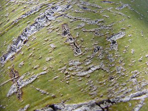 Foothill Palo Verde Bark 