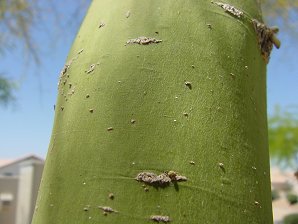 Yellow Palo Verde Bark