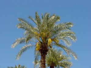 Date Palm